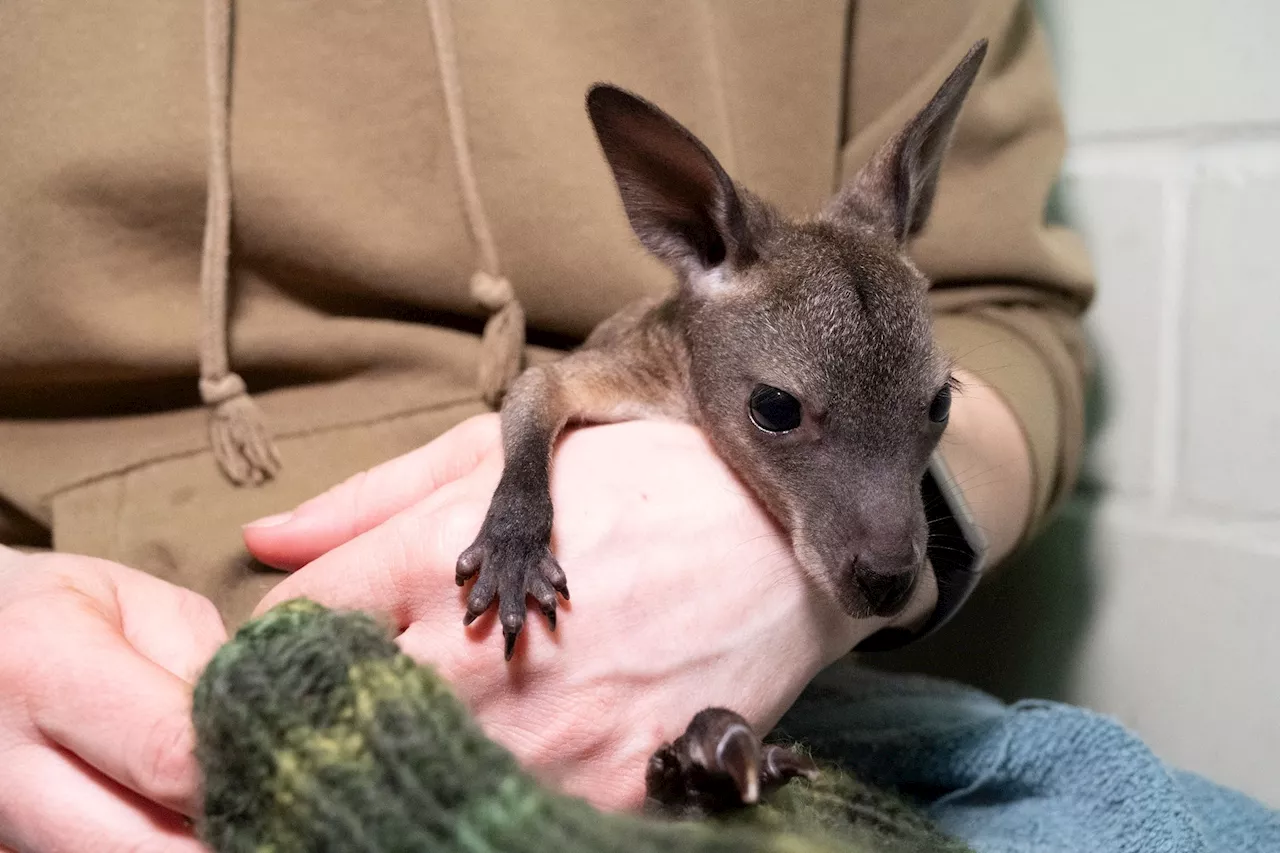 Aus Beutel verbannt: Handaufzucht für Känguru-Baby Mäuschen