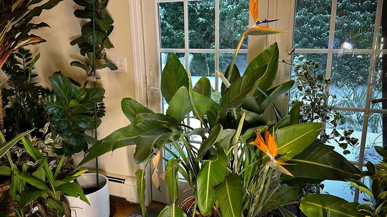 Garden Guide: Bird of Paradise plants bring incredible winter blooms indoors