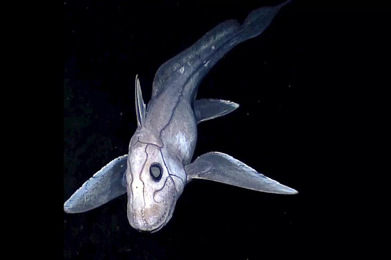 New 'Ghost Shark' Species With Giant Eyes Found Thousands of Feet Deep