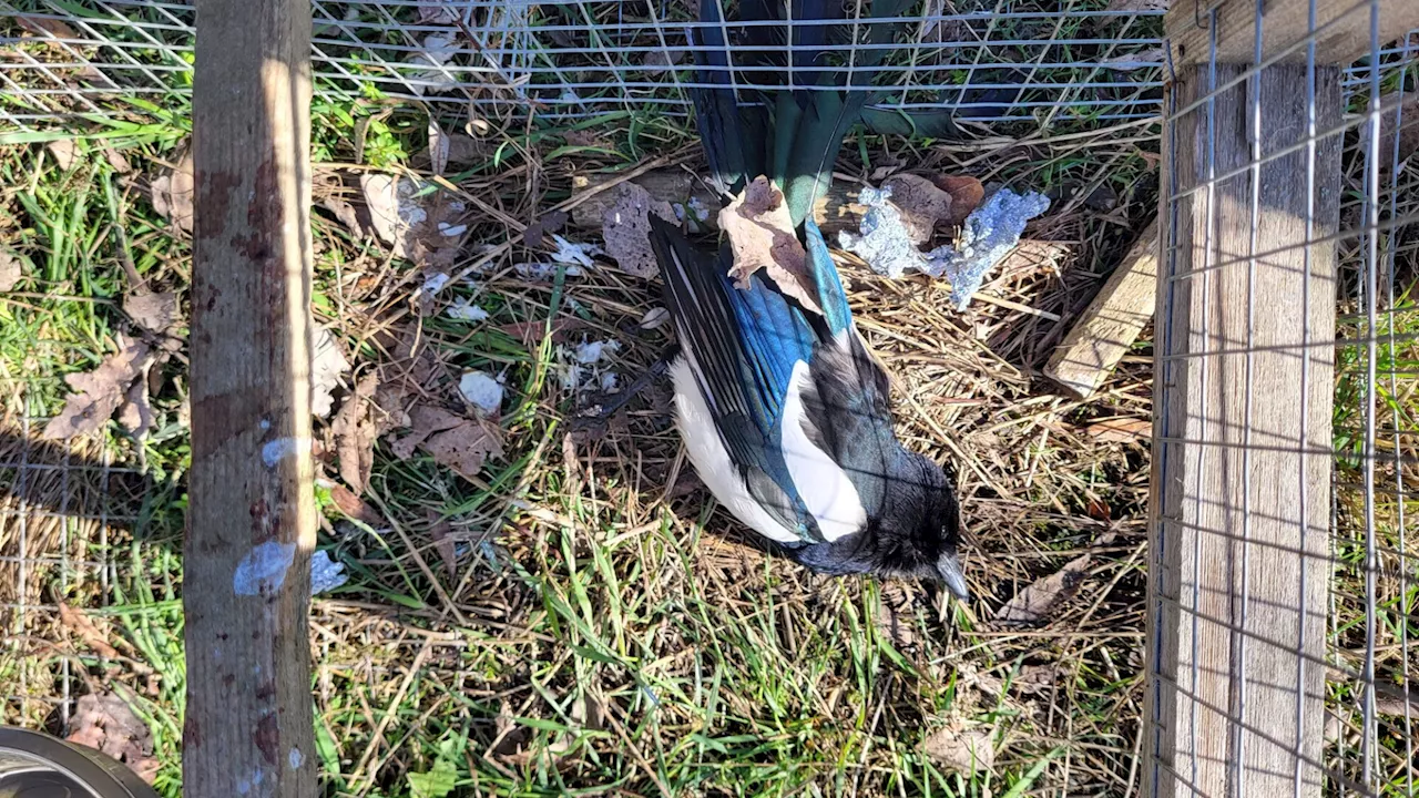 Elstern-Falle auf Feld bei Hagenbrunn regt Tierschützer auf