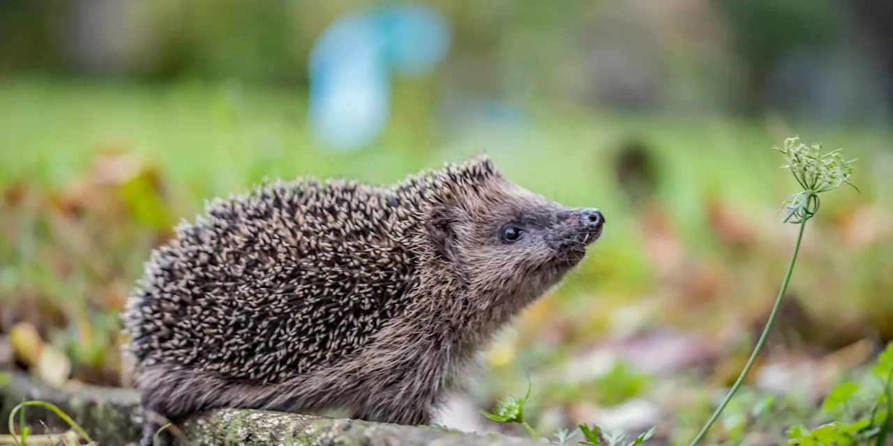 Tipps für die Gartenarbeit: So fühlen sich auch Igel bei Ihnen wohl