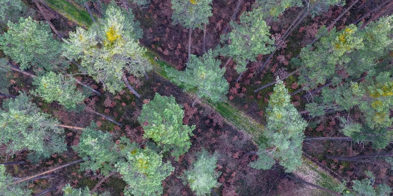 Zukunft der Wälder - umbauen, aber wie?