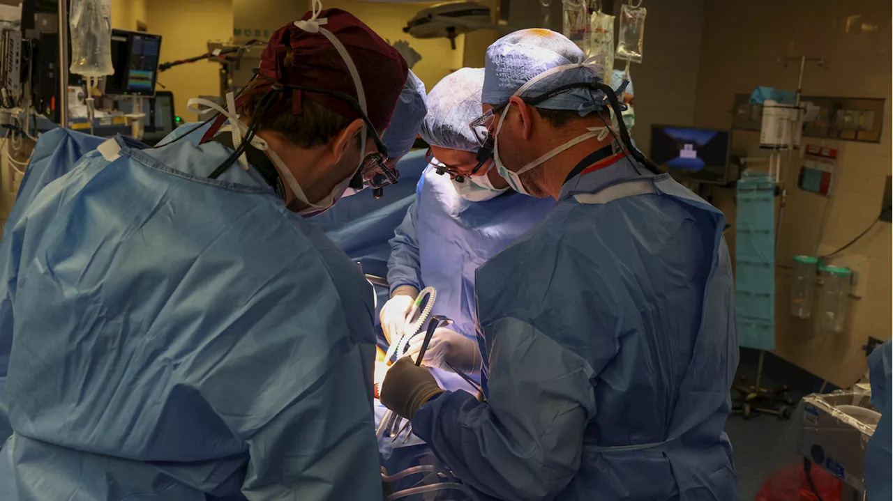 First human transplant of a genetically modified pig kidney performed