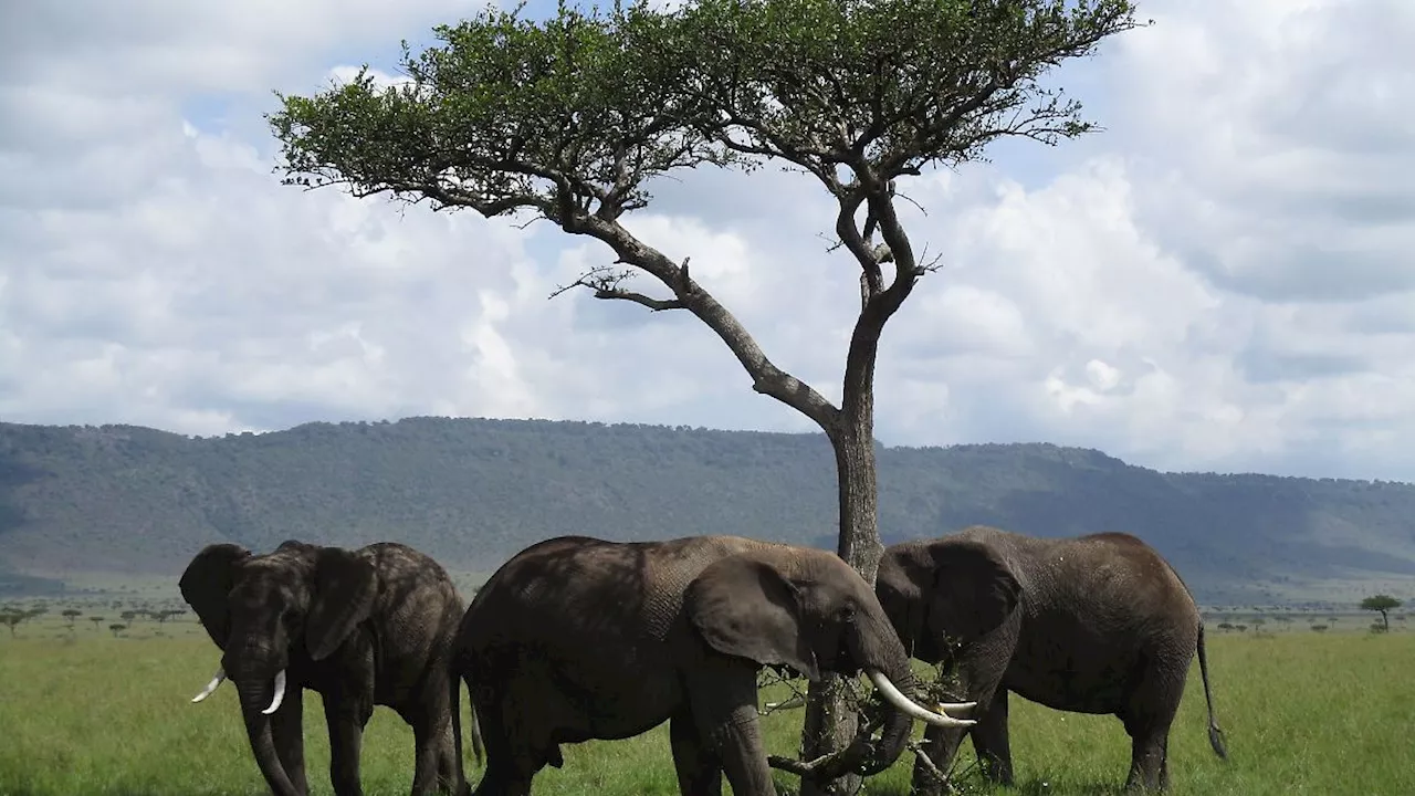 Hessen: Museum Wiesbaden präsentiert Sonderausstellung über Afrika