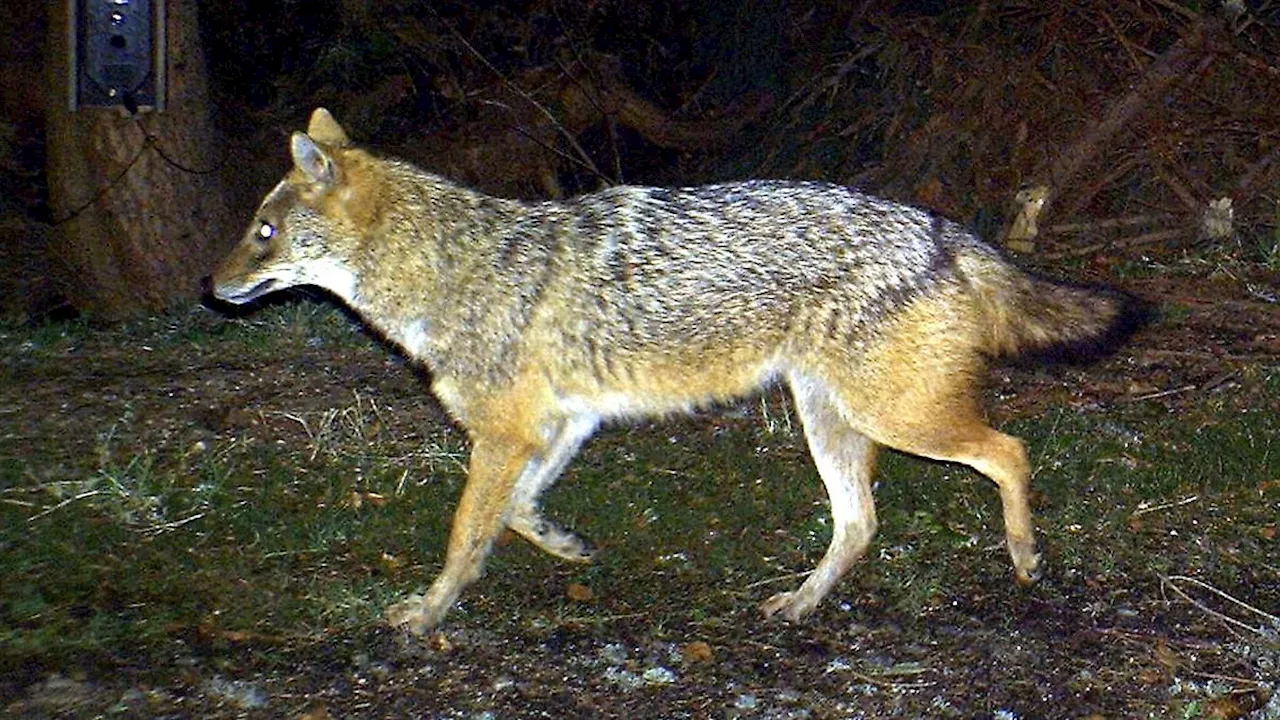 Niedersachsen & Bremen: Goldschakale siedeln sich in Niedersachsen an