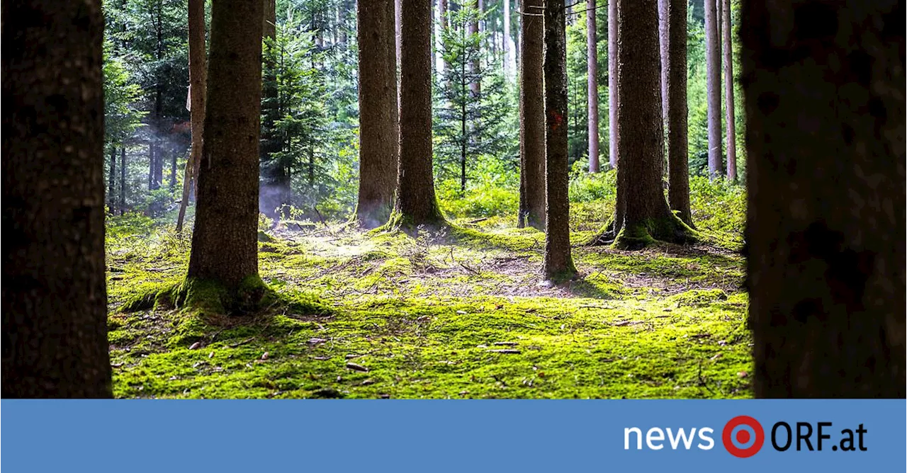 Ökosystem: „Buntem“ Wald gehört die Zukunft