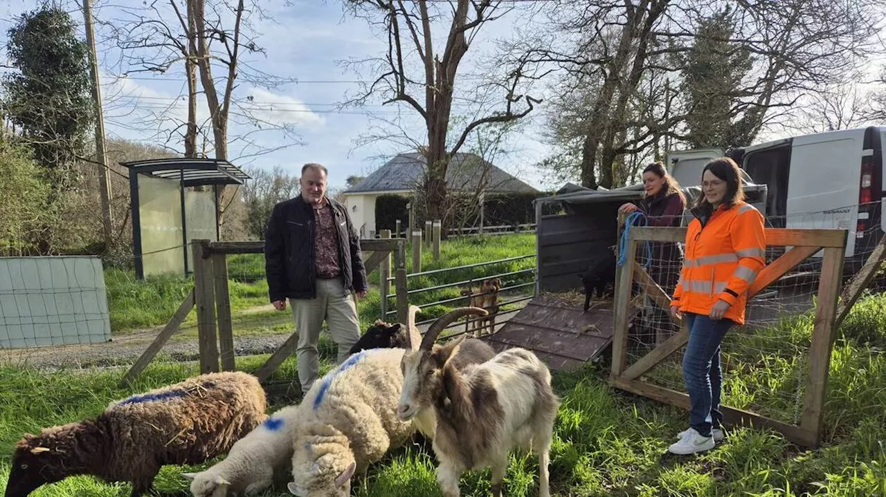 Éco pâturage : les moutons et les chèvres sont de retour dans cette commune de Loire-Atlantique