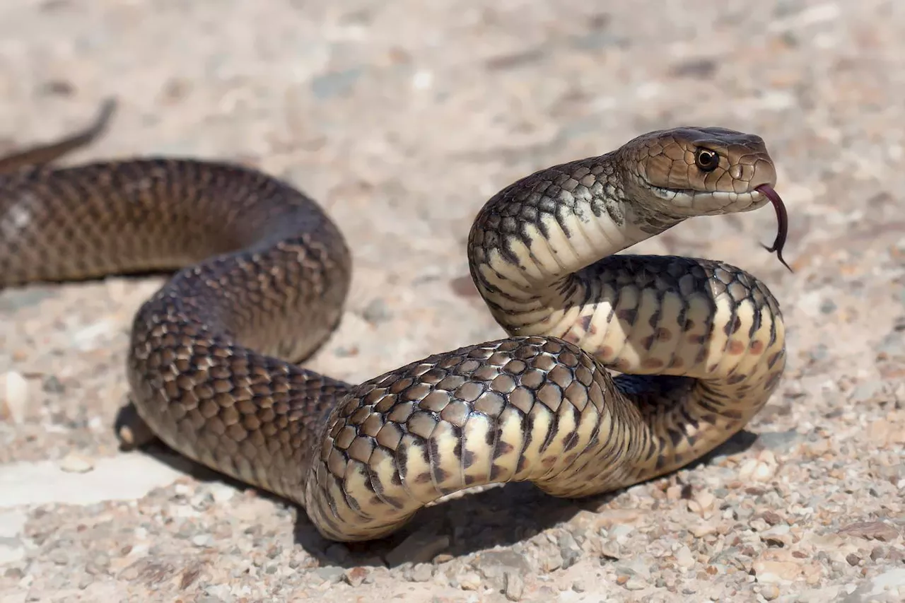 Father Dies From Snakebite While Trying to Remove Venomous Snake From Childcare Center