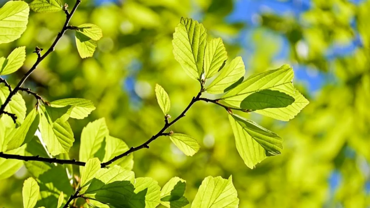 Comienza la primavera, ¿qué se espera del clima en Guanajuato hoy 21 de marzo de 2024?