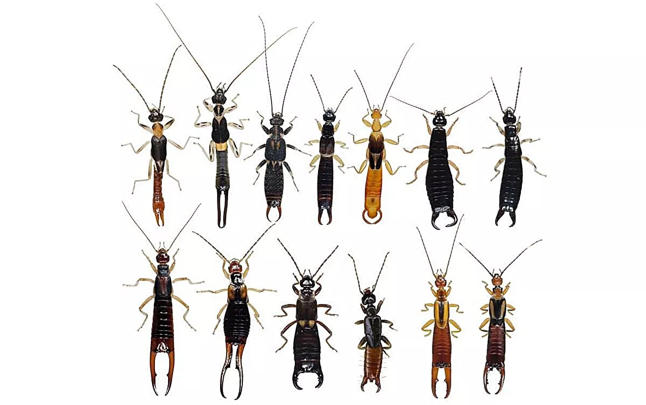 Examining the evolutionary history of the formation of forceps and maternal care in earwigs