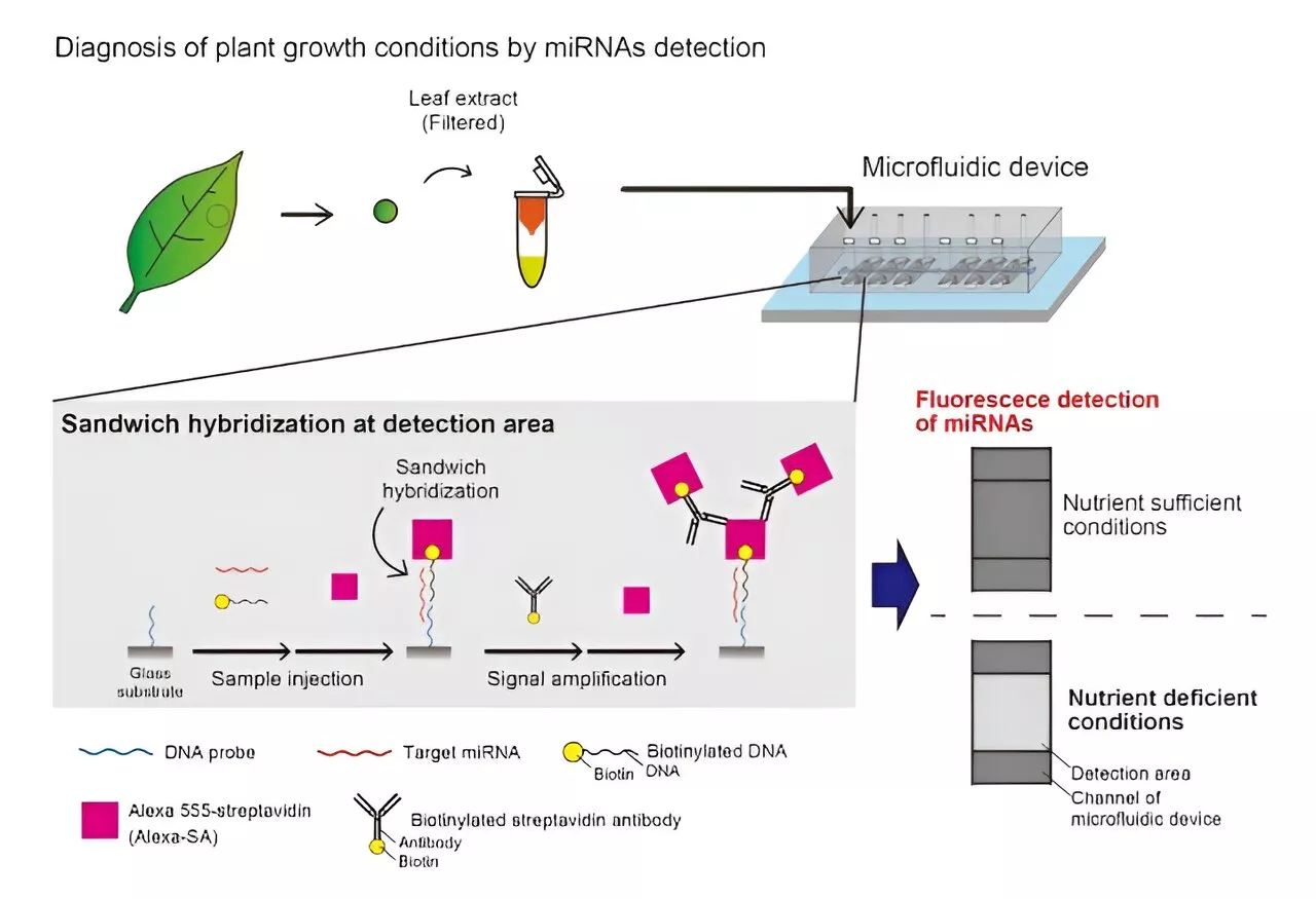 Improving plant health diagnostics: The dawn of microfluidic devices for rapid miRNA detection