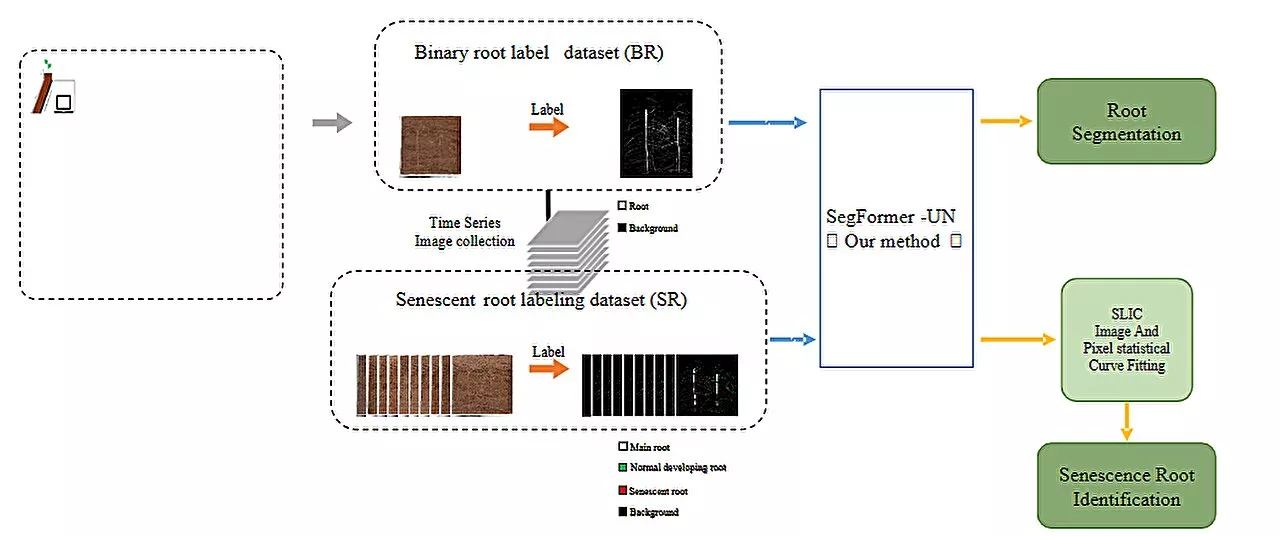 Improving root senescence recognition with a new semantic segmentation model