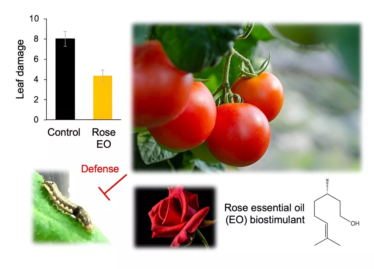 Rose essential oil: A safe pesticide for organic agriculture