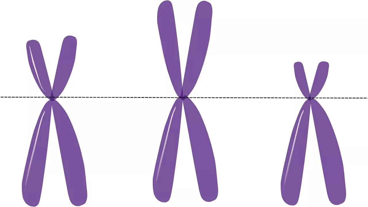 Scientists create novel technique to form human artificial chromosomes