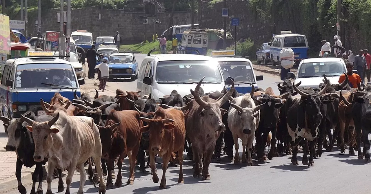 It is often hard to know where street mobs begin and social media ends.