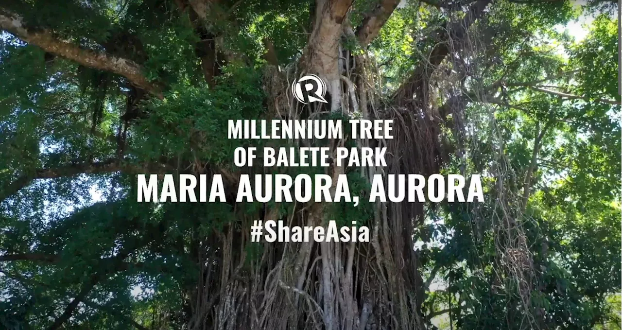 WATCH: A trip to Aurora’s Millennium Tree at Ronquillo Balete Ecopark