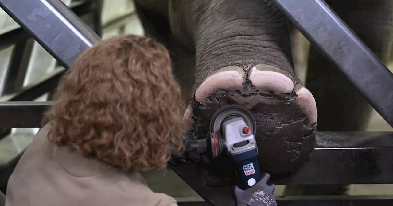 Kölner Zoo: So geht Fußpflege bei Elefanten