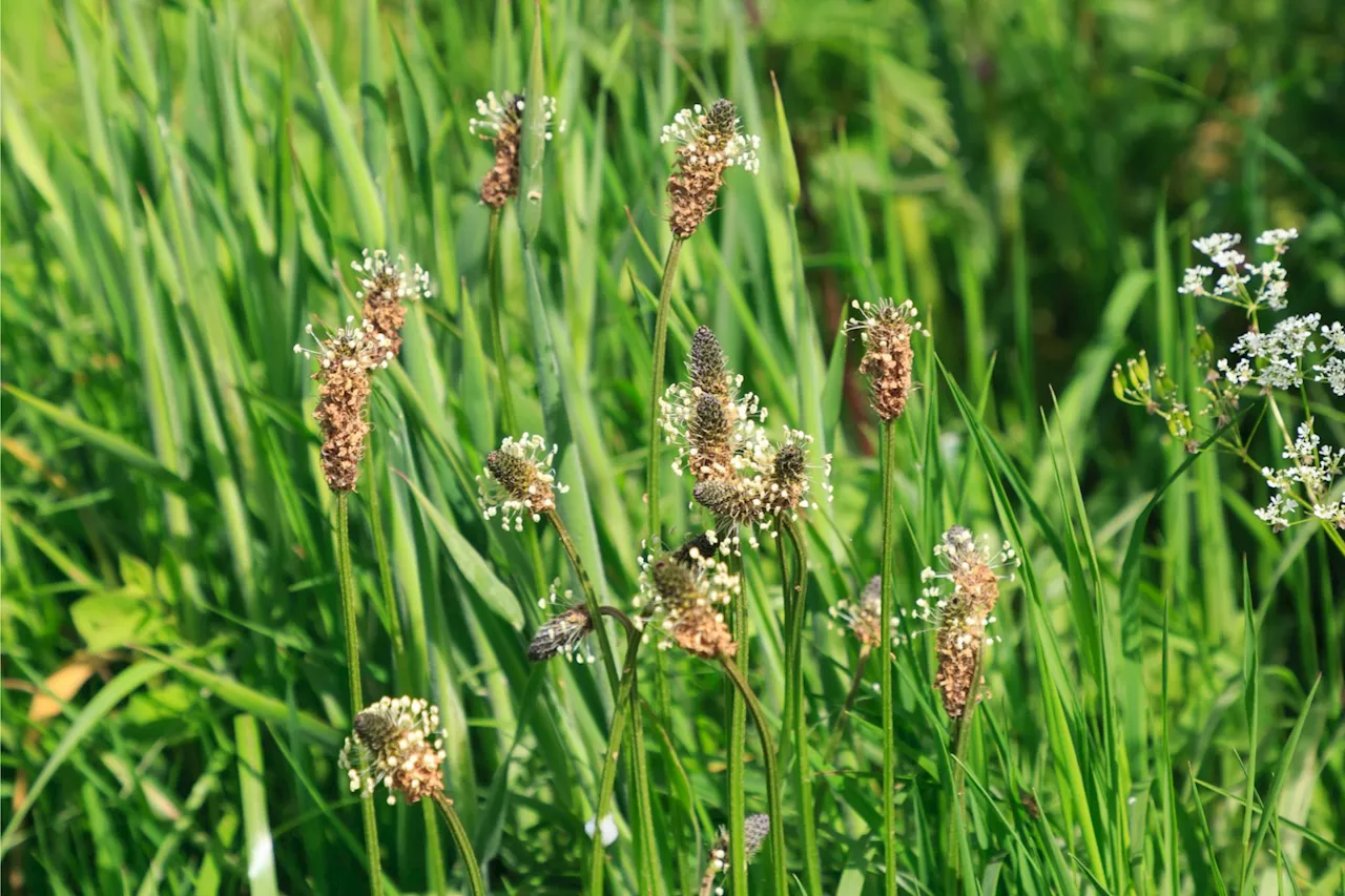 Invasive Plants Can Stay Dormant for Decades Before Becoming Ecological Threats