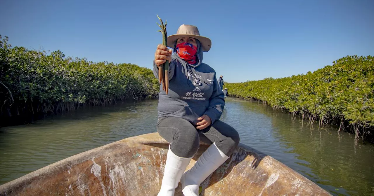 Blue carbon ecosystems have the power to protect fragile coastlines, but time is running out