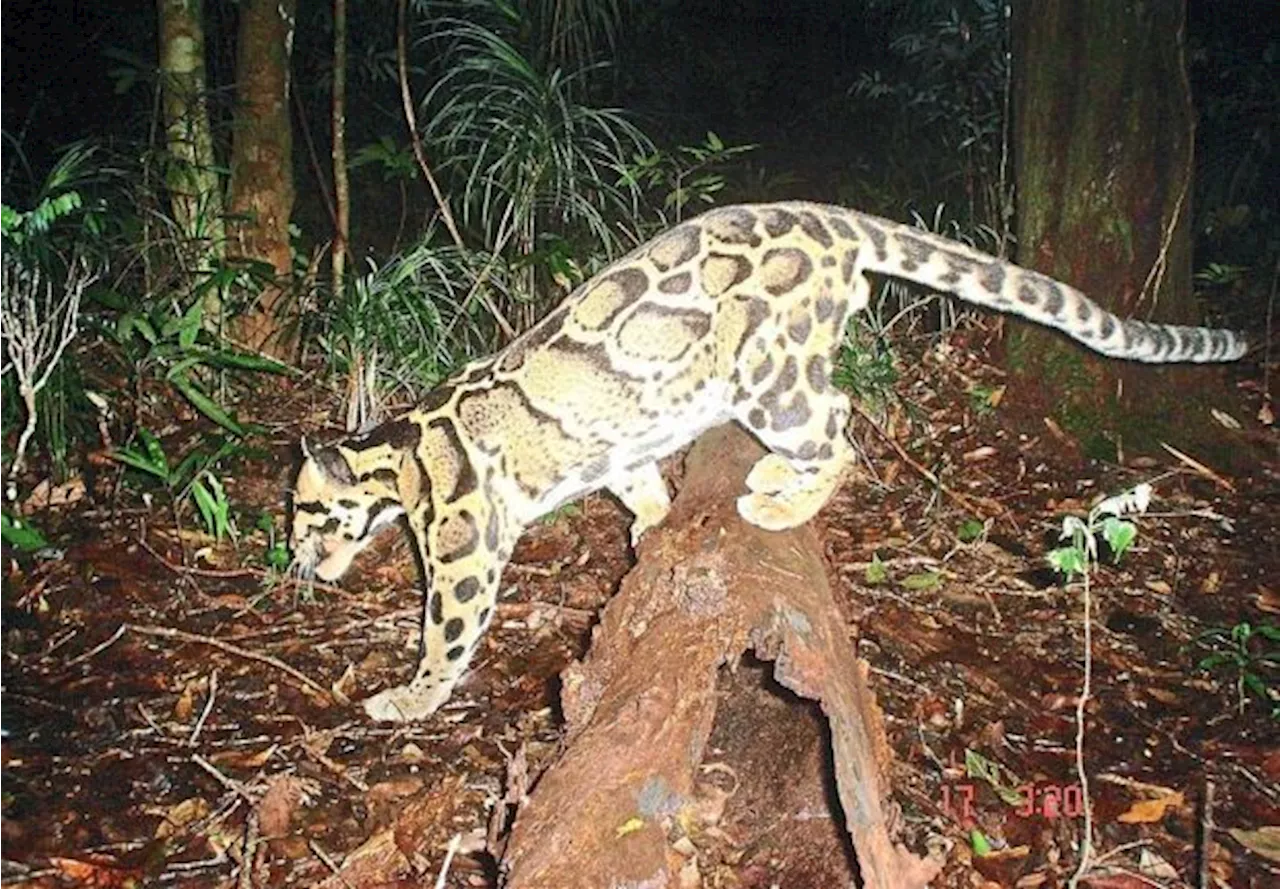 Endangered Clouded Leopard Found Dead Along Malaysian Highway