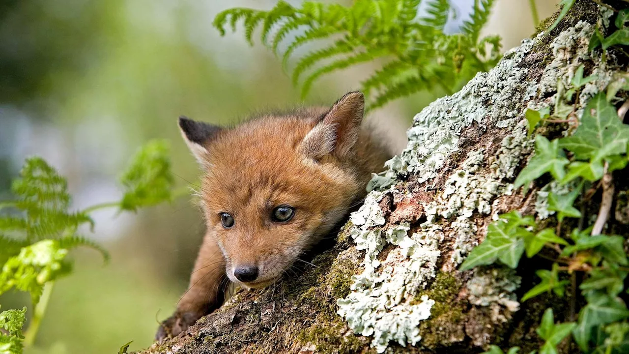 So werden Osterfeuer nicht zum 'Scheiterhaufen' für Wildtiere