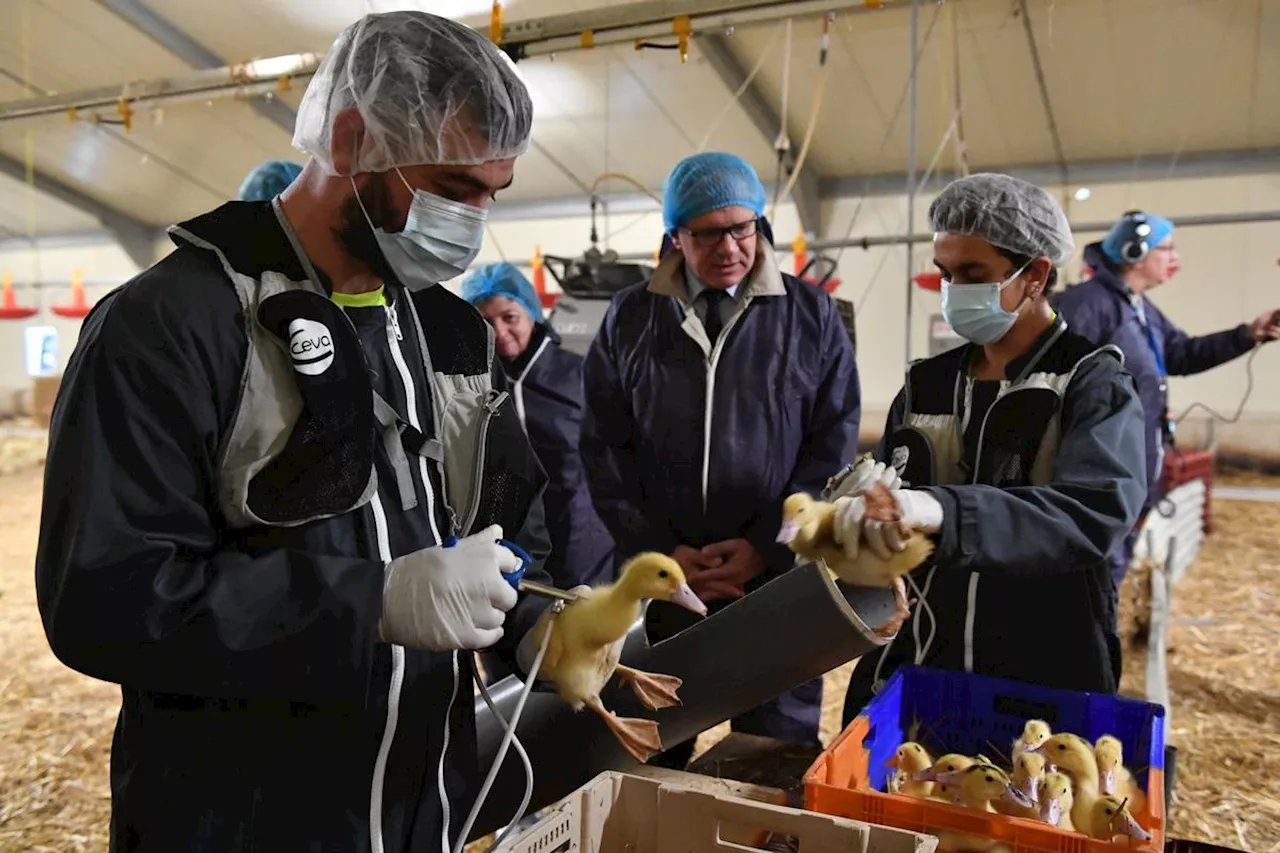 Grippe aviaire : la vaccination des canards semble avoir porté ses fruits