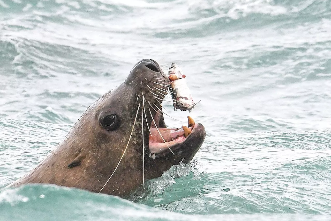 Satellite imaging helps researchers chart the future of B.C.’s herring