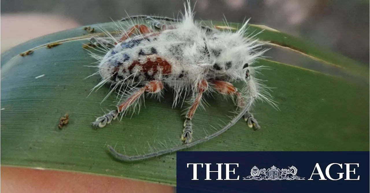 ‘Hairy poo’ unmasked as nation’s newest creepy-crawly