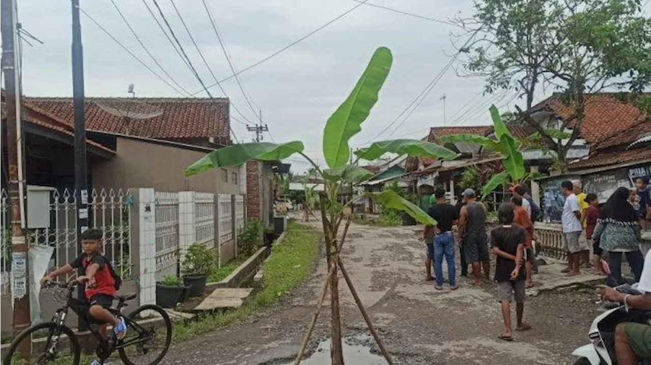 Jalanan di Ciamis Ditanami Pohon Pisang oleh Warga karena Rusak, Ini Tanggapan PUPR