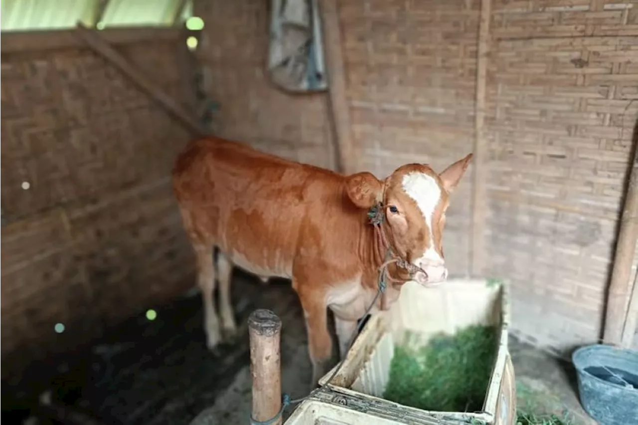 Tak jadi kahwin, lelaki curi lembu tunang