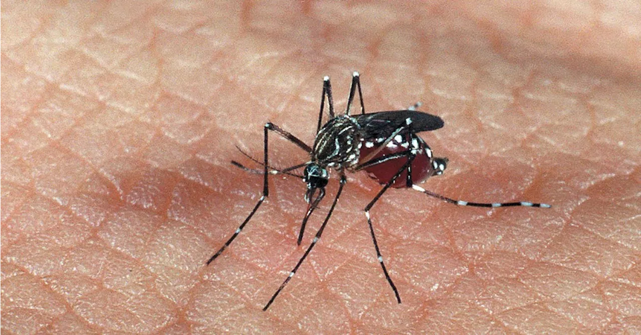 Pesquisa revela impacto da crise de dengue em favelas do Rio e de SP