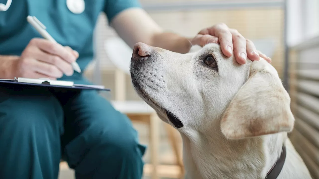 Organizers hosting free Parvo vaccination clinic for dogs on Indy's east side