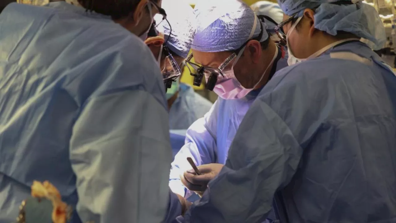 World’s first pig-to-human kidney transplant performed