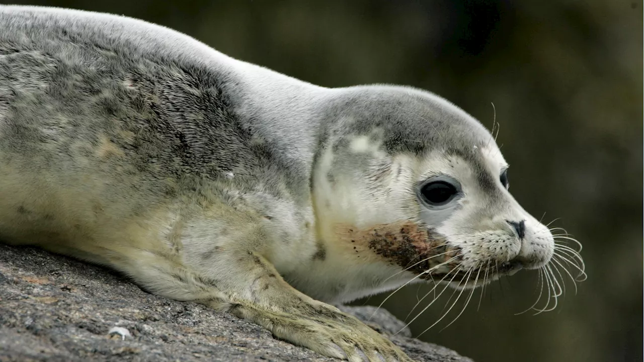 Bird flu is causing thousands of seal deaths. Scientists aren't sure how to slow it down