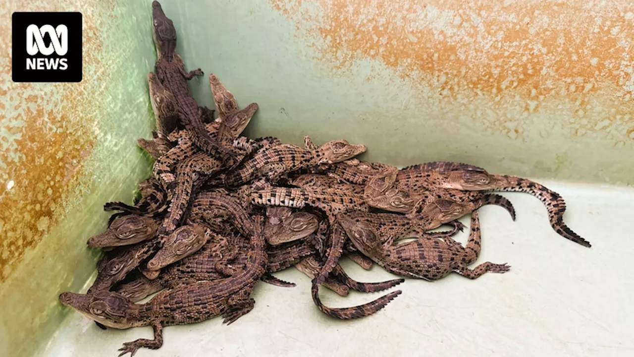 CQUniversity food waste feeding farmed crocodiles in Queensland as hatchlings emerge in their hundreds