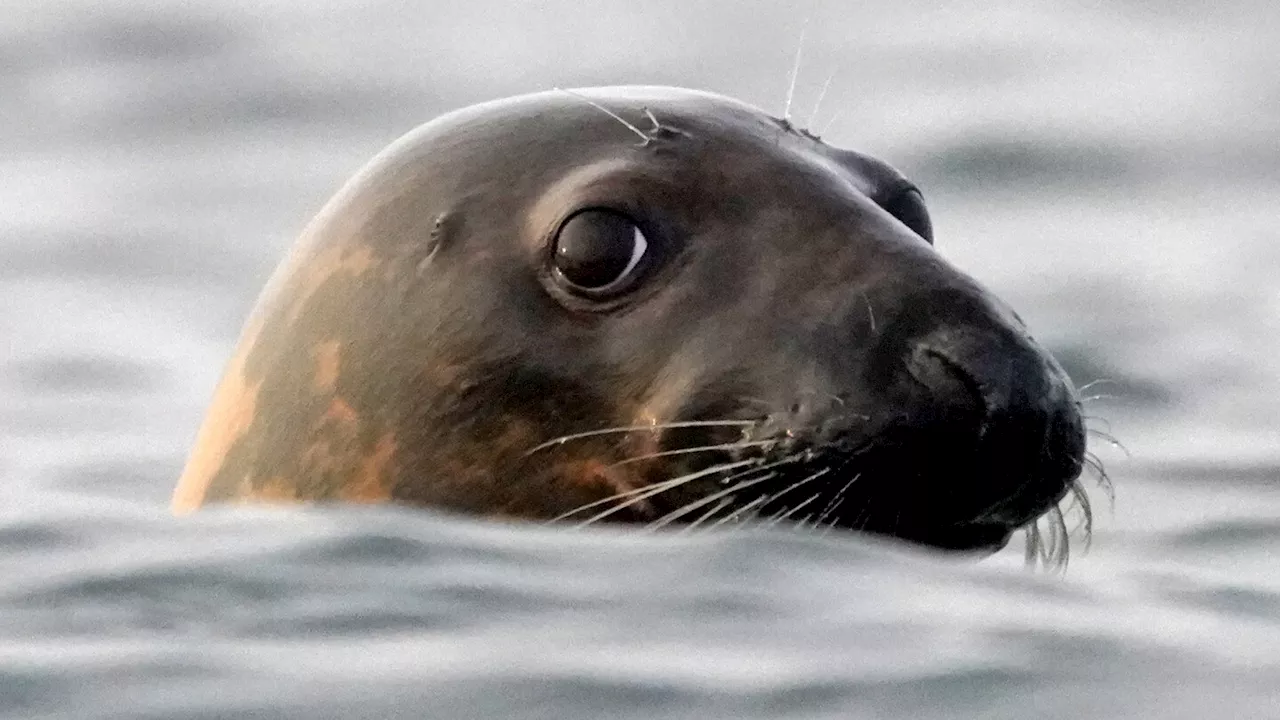 Bird flu is causing thousands of seal deaths. Scientists aren't sure how to slow it down