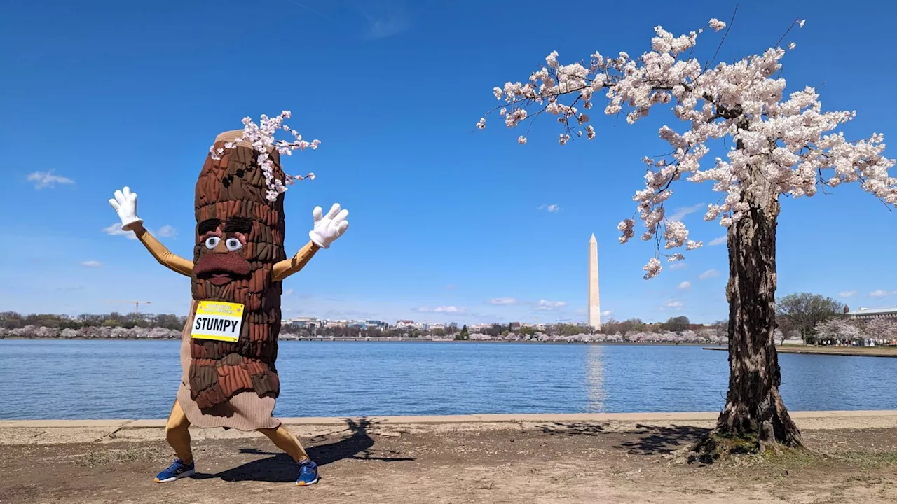 Stumpy's last spring: 140 cherry blossom trees to be removed in DC