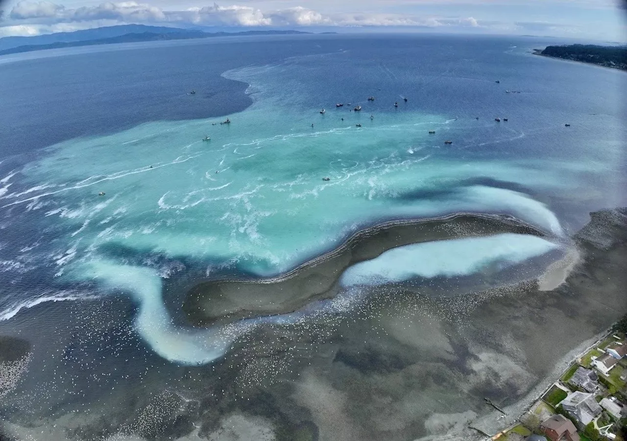 Satellites track the tiny silver fish hugely important to marine life