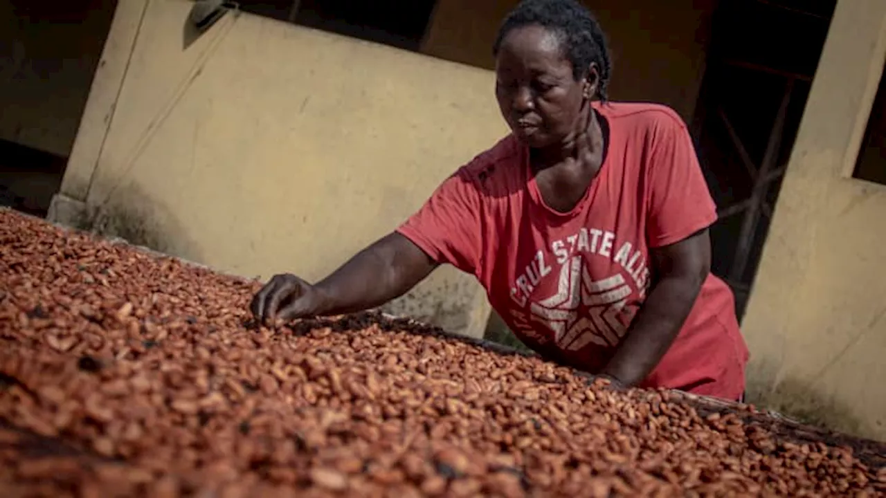 Cocoa prices rise to fresh record, nears $9,000 per metric ton