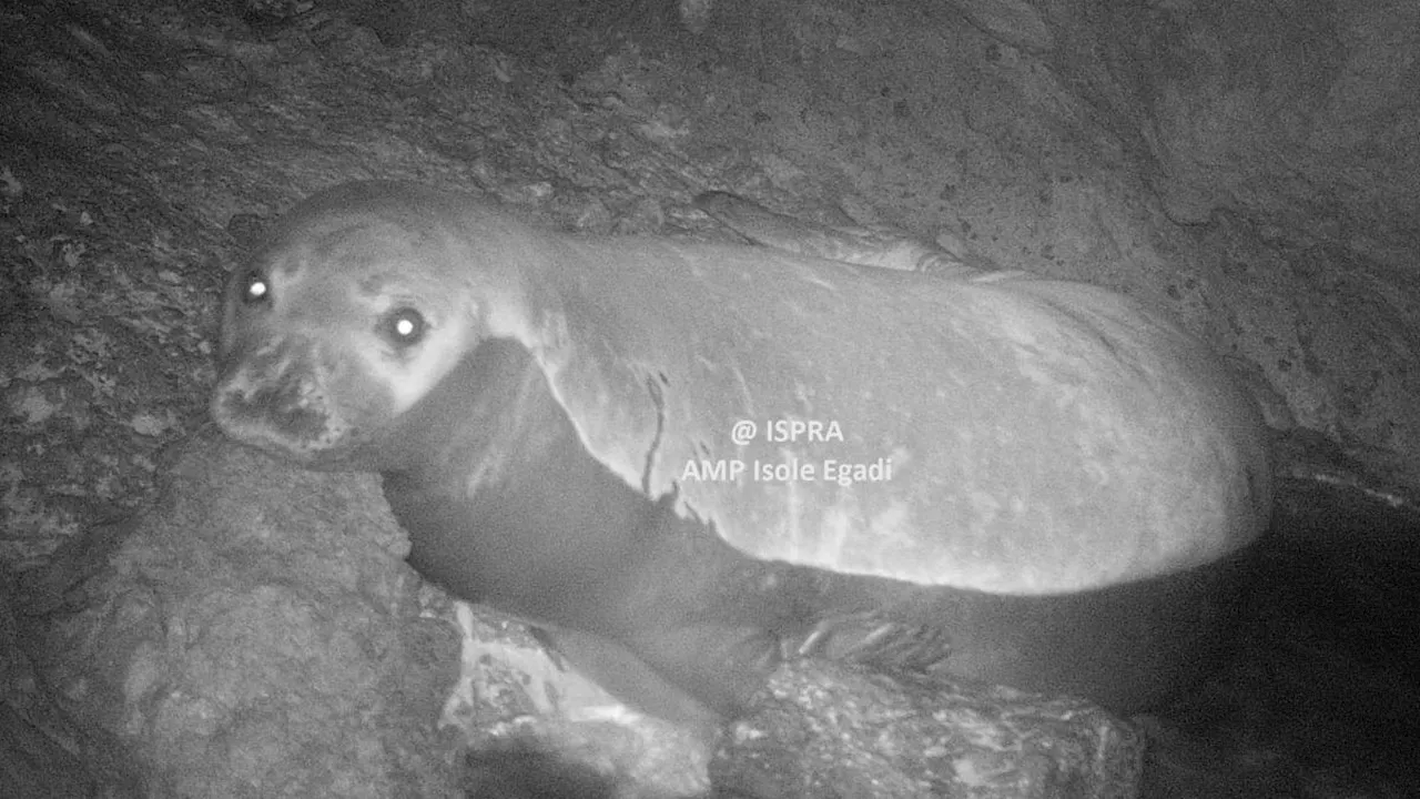 Giornata delle foche, il ritorno di una specie nel mirino per secoli: gli avvistamenti nel Mediterraneo