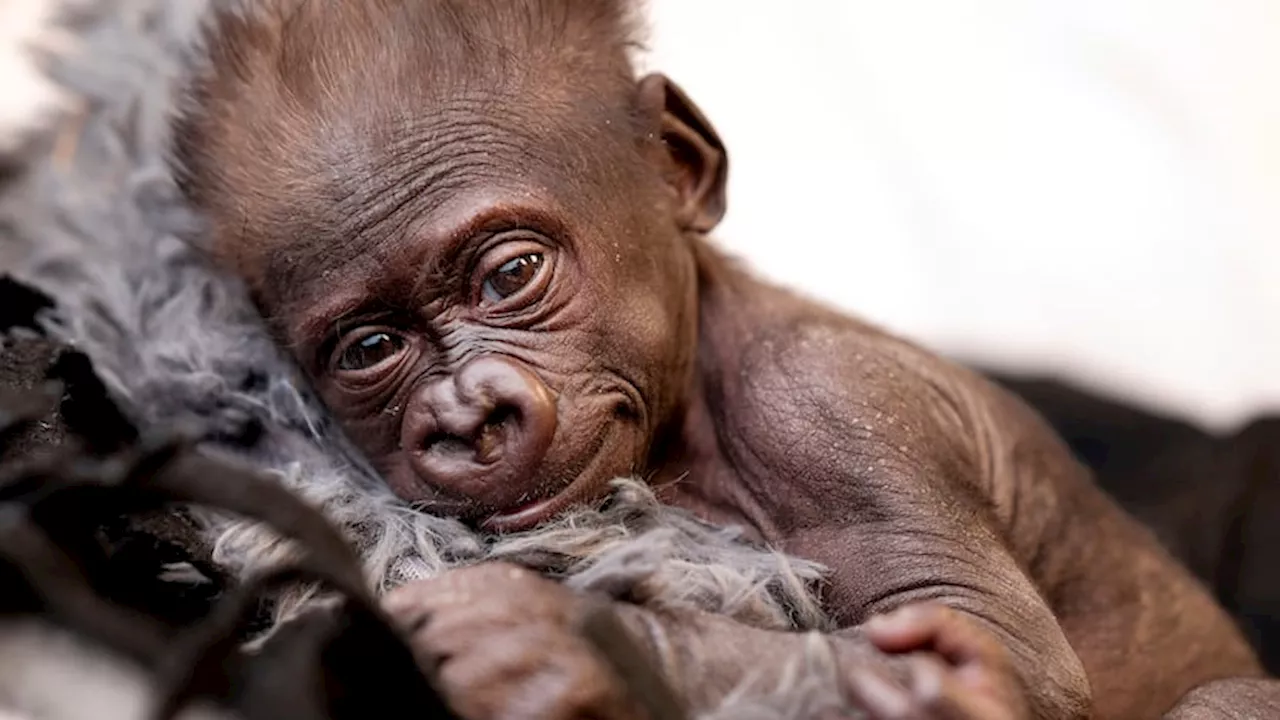 Baby gorilla Jameela to move to Cleveland from Texas