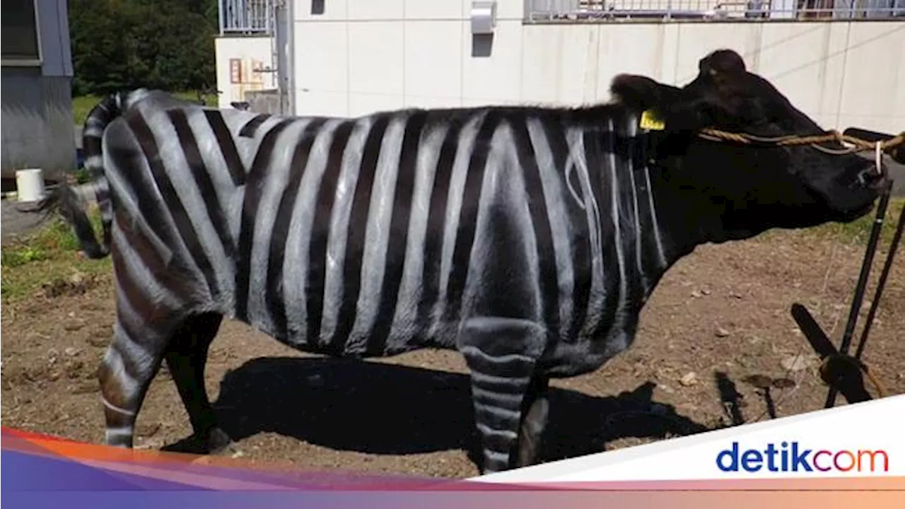 Sapi yang Diwarnai Pola Zebra Ternyata Bisa 'Mengecoh' Lalat yang Hinggap, Kok Bisa?