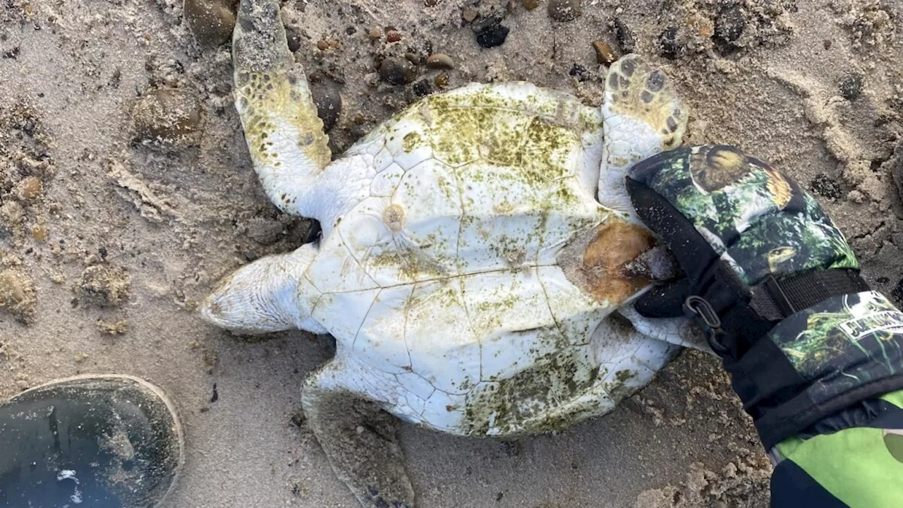 Strandet skildpadde er et endnu vildere fund, end forskerne først troede