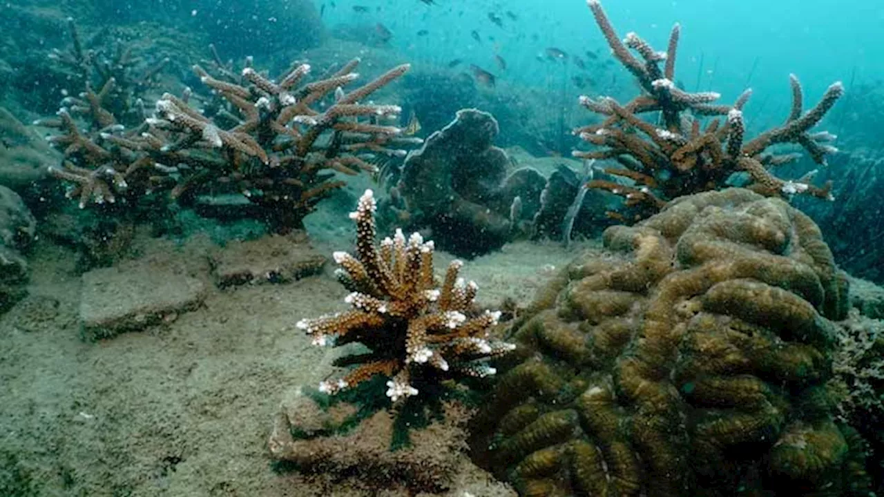 Thai scientists breed coral in labs to restore degraded reefs