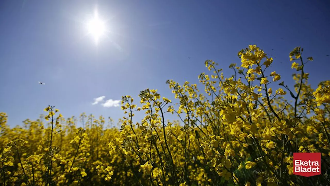 DMI: Nu kommer solen