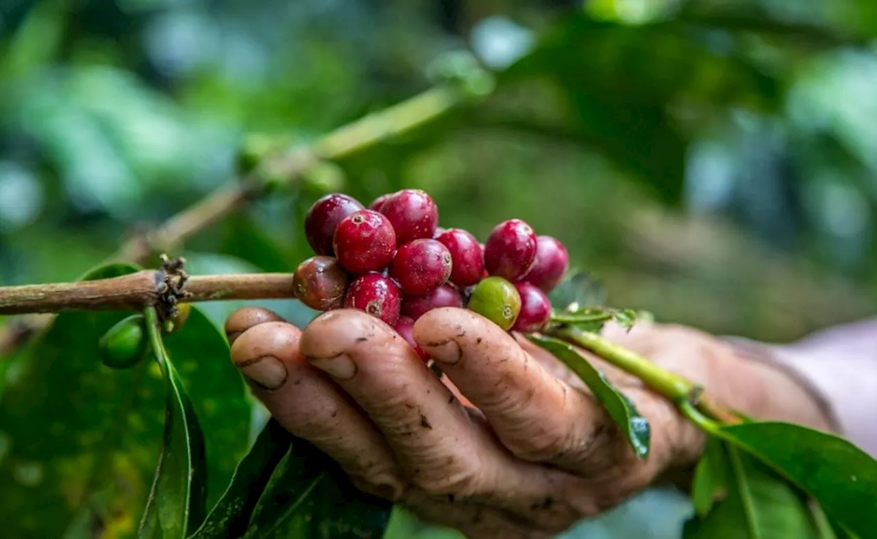 Federación indignada por acusación de Petro sobre “robo” del café