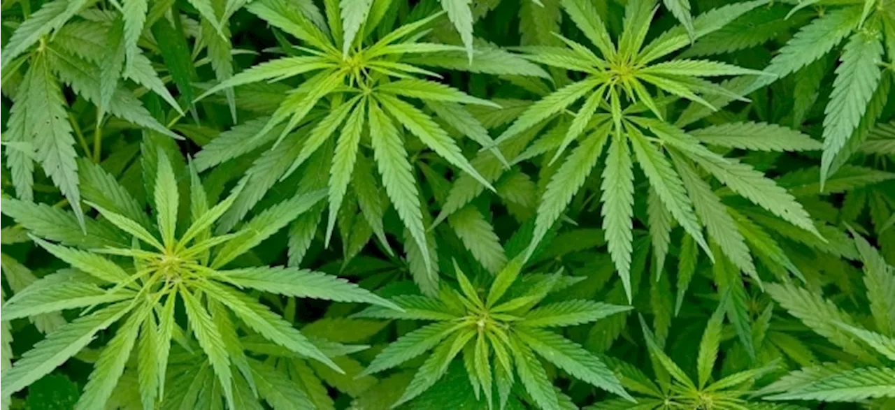 SynBiotic-Aktie schießt nach oben: Cannabis in Deutschland teilweise legalisiert