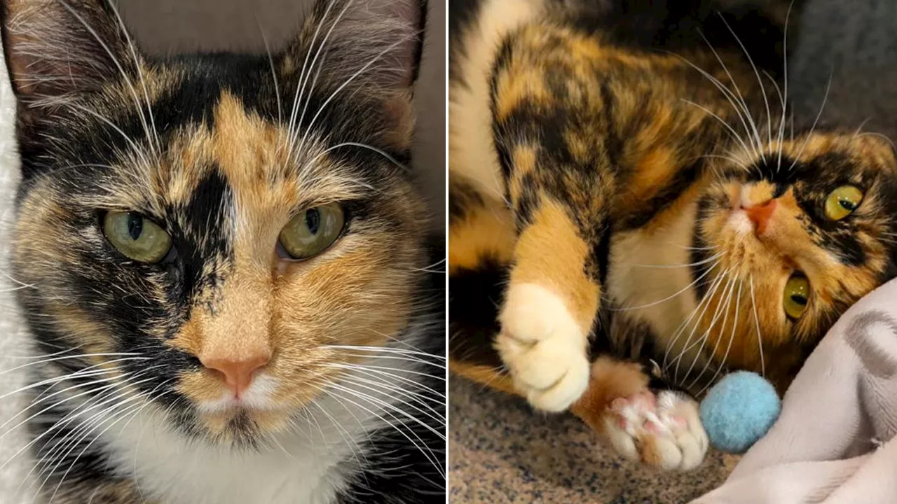 New York cat rescued from hoarding situation is now available for adoption