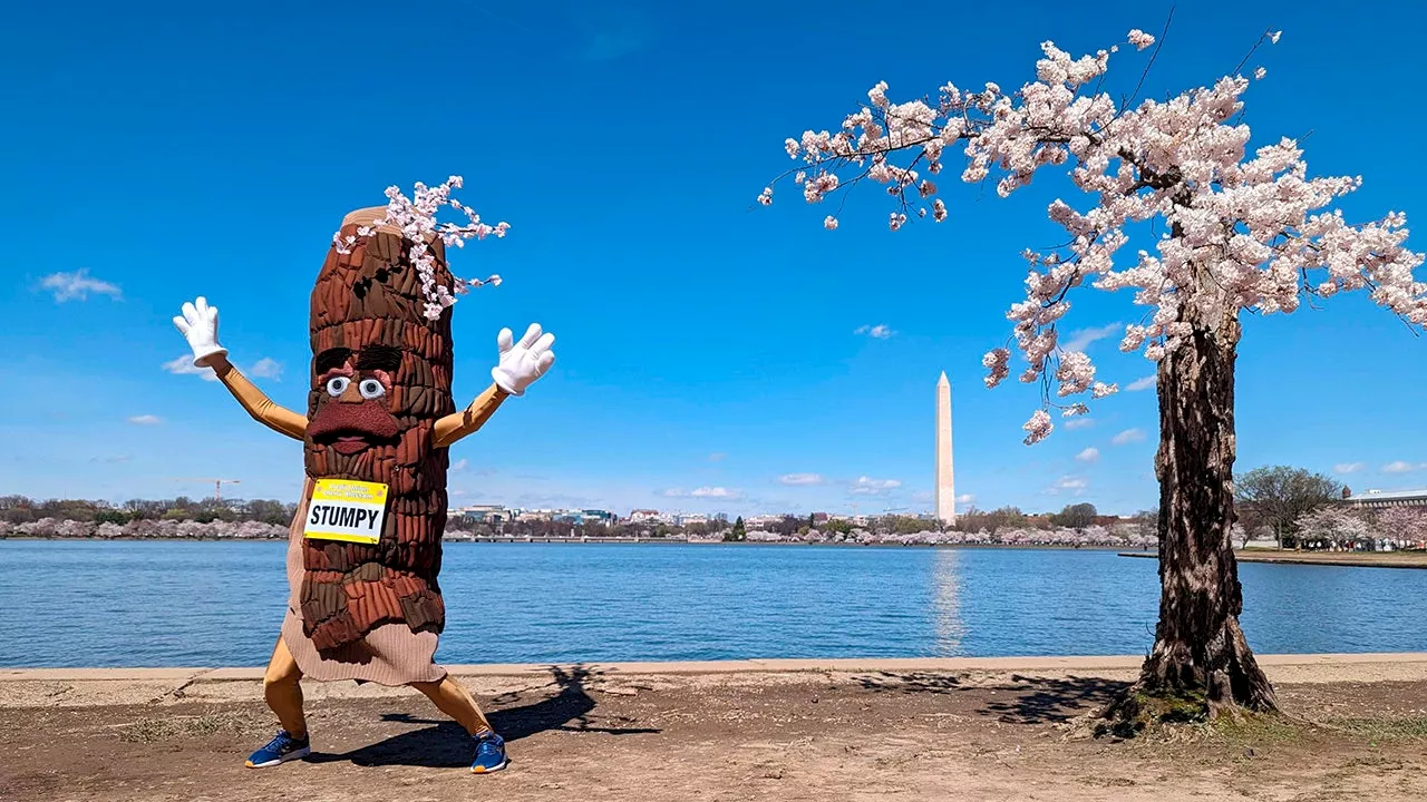 Washington, DC, to lose more than 100 cherry blossom trees, including beloved 'Stumpy'