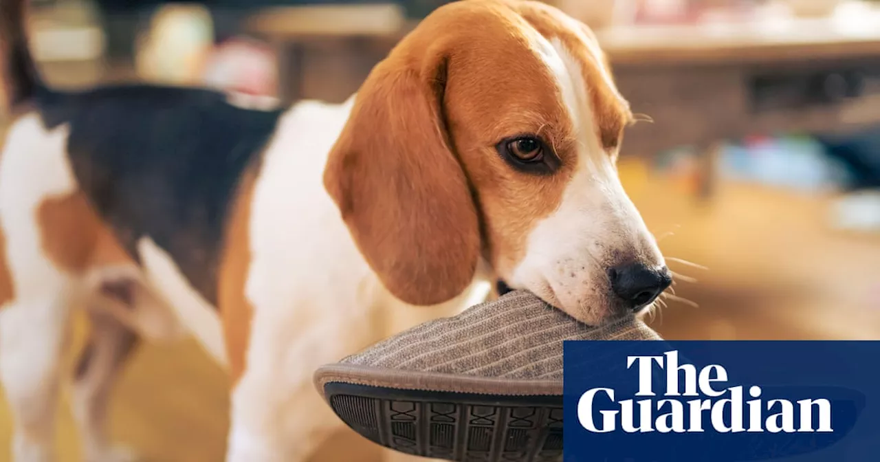 Dogs can understand the meaning of nouns, new research finds